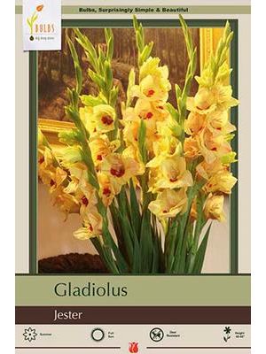Gladiolus Jester 10PK