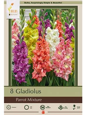 Gladiolus Parrot Mixture 8PK