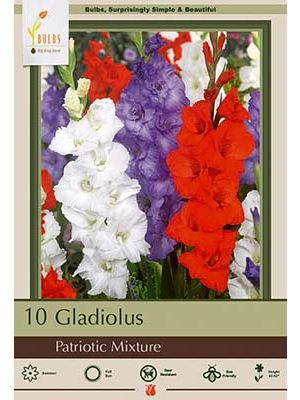 Gladiolus Patriotic Mixture 10PK