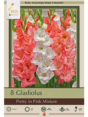 Gladiolus Pretty in Pink Mixture 10PK