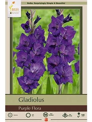Gladiolus Purple Flora 10PK