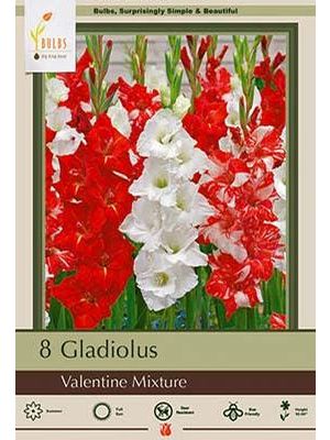 Gladiolus Valentine Mixture 8PK