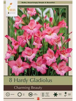 Gladiolus Nanus Charming Beauty 12PK