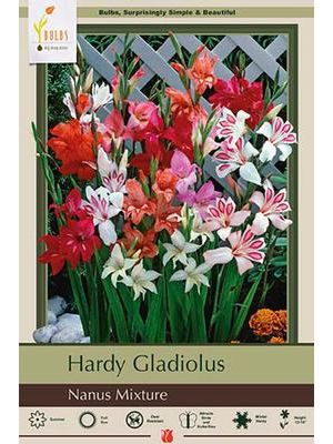 Gladiolus Nanus Mixture 8PK