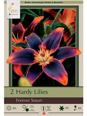 Lilum Asiatic Forever Susan 2PK