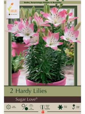 Lilum Asiatic Sugar Love 2PK