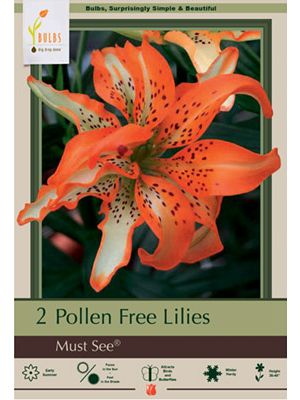 Lilum Double Asiatic Must See 2PK