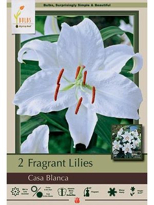 Lilum Oriental Casa Blanca 2PK