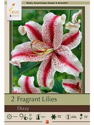 Lilum Oriental Dizzy 2PK