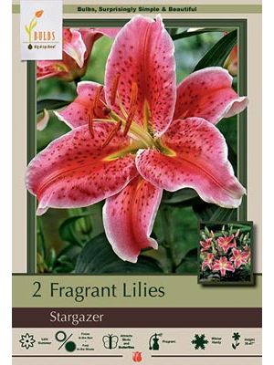 Lilum Oriental Stargazer 2PK