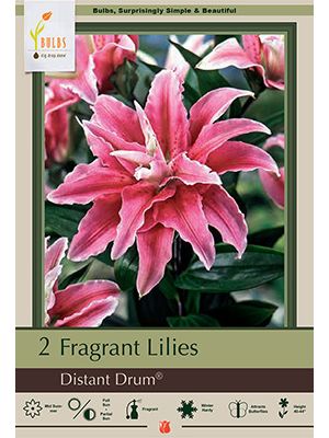 Lilum Oriental Distant Drum 2PK