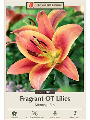 Lilium Oriental Trumpet Montego Bay 2PK