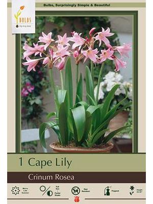 Crinum Powelli Rosea 1PK