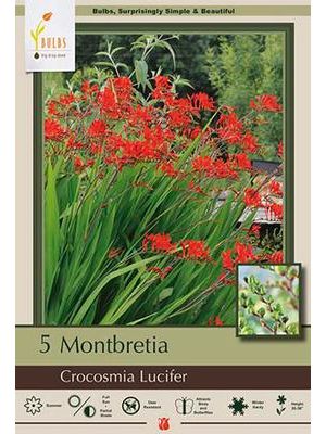 Crocosmia Lucifer 5PK