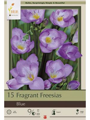 Freesia Single Blue 15PK