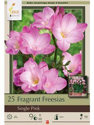 Freesia Single Pink 15PK
