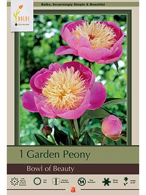 Paeonia lactiflora Bowl of Beauty 1PK