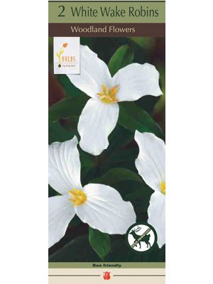 Trillium Snowy White 2PK