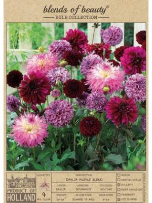 Dahlia Decorative Purple Blend 4PK