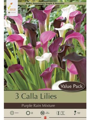 Calla Purple Rain Mixture 3PK