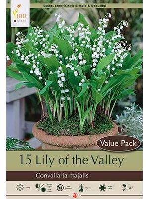 Lily of the Valley 6PK