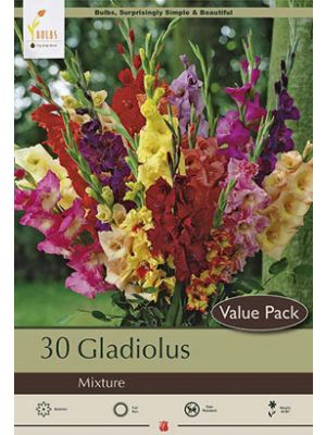 Gladiolus Flowering Mixture 30PK