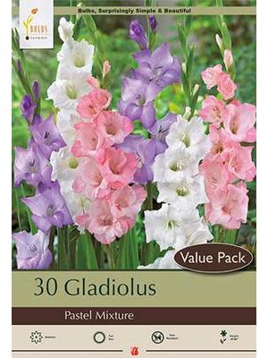 Gladiolus Pastel Mixture 30PK