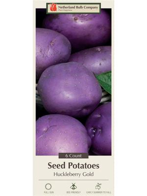 Potato Huckleberry Gold 6PK