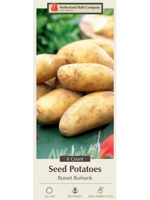 Potato Russet Burbank  6PK