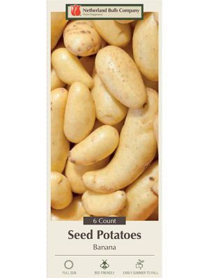 Potato Russian Banana  6PK