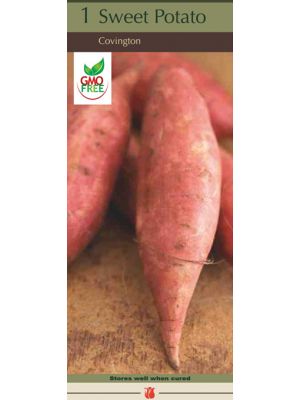 Sweet Potato Covington 1PK
