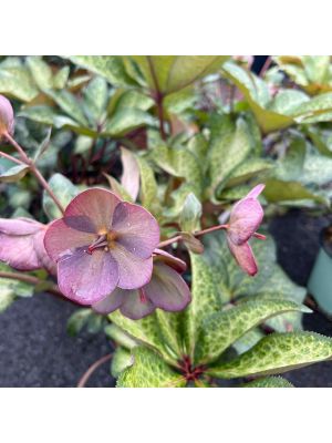 Lenten Rose Frostkiss Dana's Dulcet