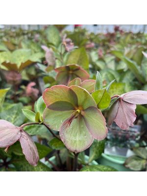 Lenten Rose Frostkiss Pippa's Purple