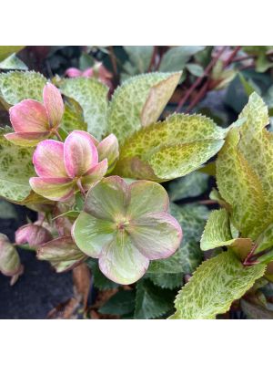 Lenten Rose Frostkiss Glenda's Gloss
