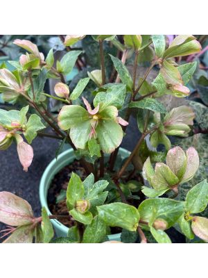 Lenten Rose Frostkiss Molly's White