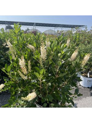 Clethra Vanilla Spice