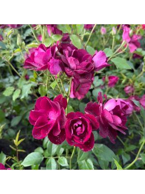 Rose Floribunda Burgundy Iceberg