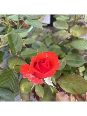 Rose Floribunda Impatient