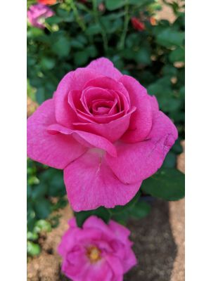 Rose Hybrid Tea True Bloom True Gratitude