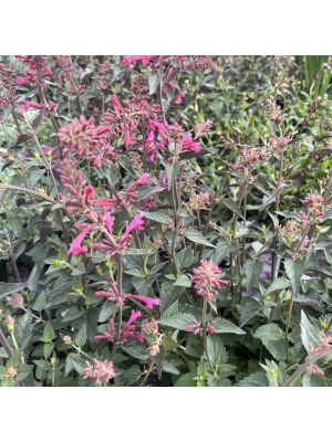 Agastache Morello