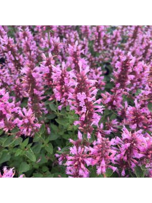 Agastache Poquito Lavender