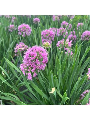 Allium Serendipity