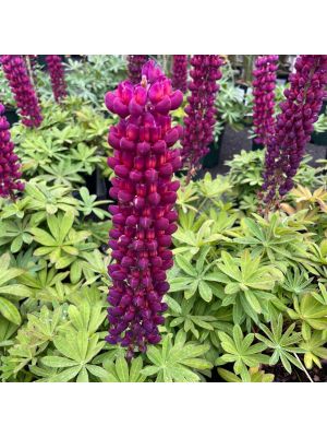 Lupine Westcountry Masterpiece