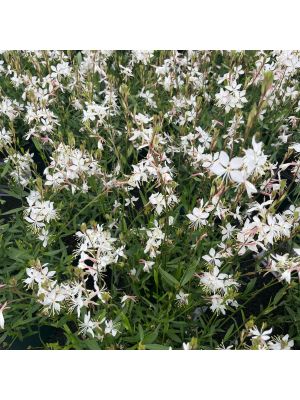 Gaura Whirling Butterflies