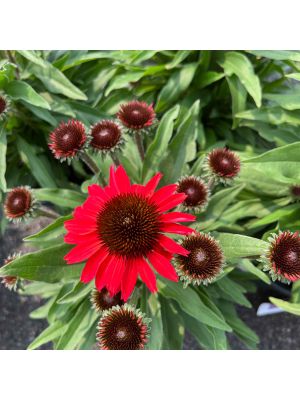Coneflower Prima Ruby