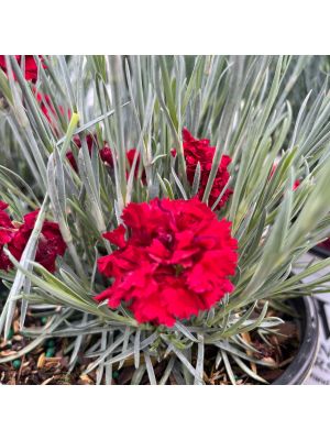 Dianthus Fruit Punch Maraschino