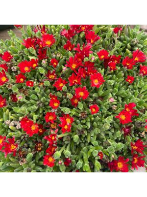 Ice Plant Jewel of Desert Garnet