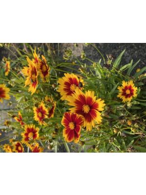Coreopsis Uptick Gold & Bronze
