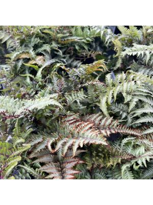 Fern Japanese Painted