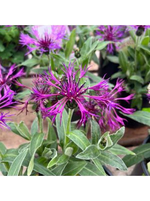 Bachelor's Button Amethyst Dream